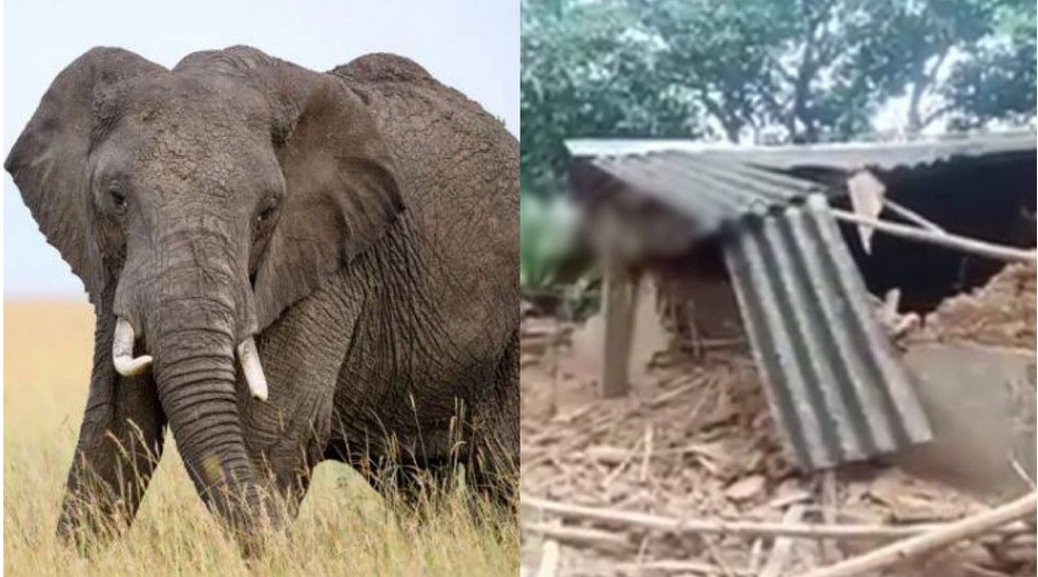 Desinformação sobre elefante que matou idosa e teria destruído sua casa viraliza em espaços digitais religiosos -